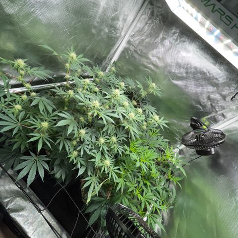 Critical Kush - GwJ Community Award Winning Celebration Grow Part 1 - The Winner - by KilliczGe growlog timeline photo