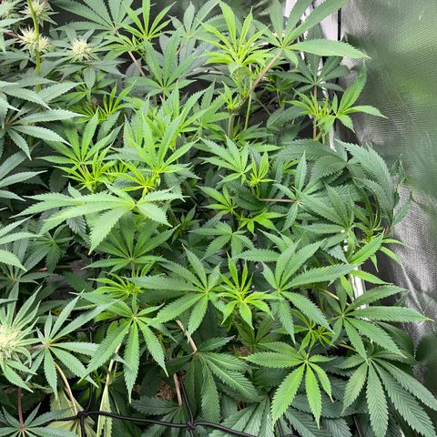 Special Kush 1 - GwJ Community Award Winning Celebration Grow Part 2 -The Price - by KilliczGe growlog timeline photo