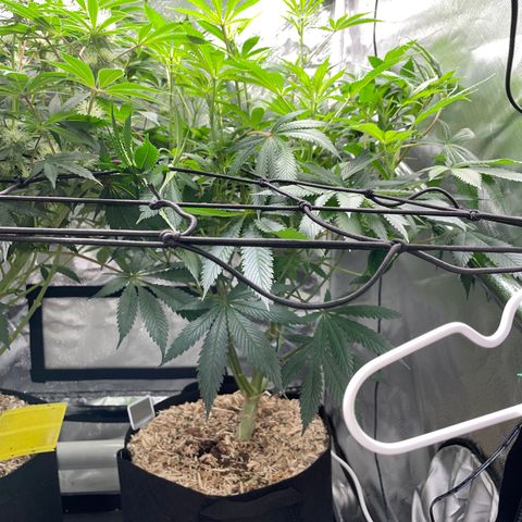 Special Kush 1 - GwJ Community Award Winning Celebration Grow Part 2 -The Price - by KilliczGe growlog timeline photo