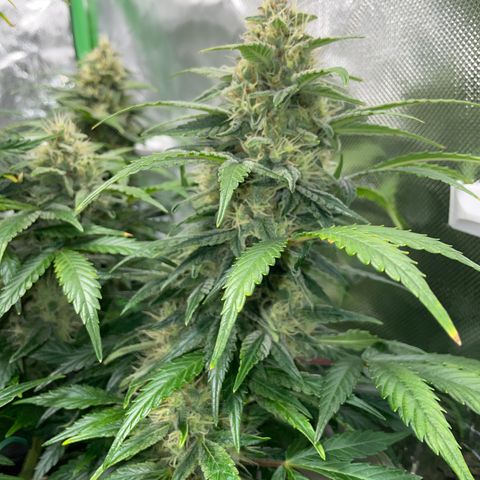 Grape Soda Auto - by KilliczGe growlog timeline photo