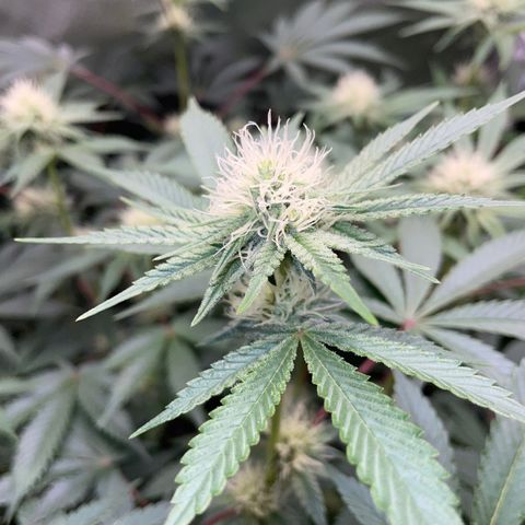 Critical Kush - GwJ Community Award Winning Celebration Grow Part 1 - The Winner - by KilliczGe growlog timeline photo
