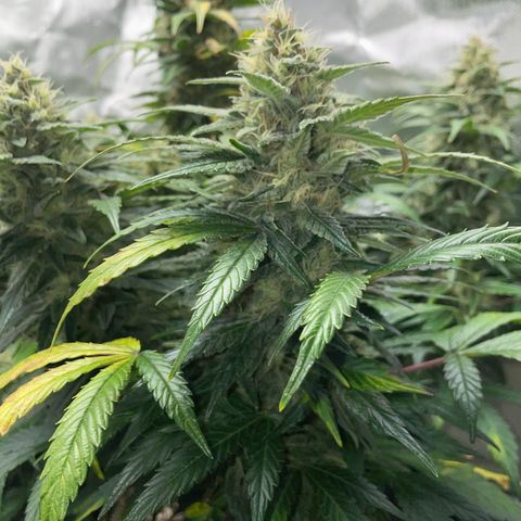Grape Soda Auto - by KilliczGe growlog timeline photo