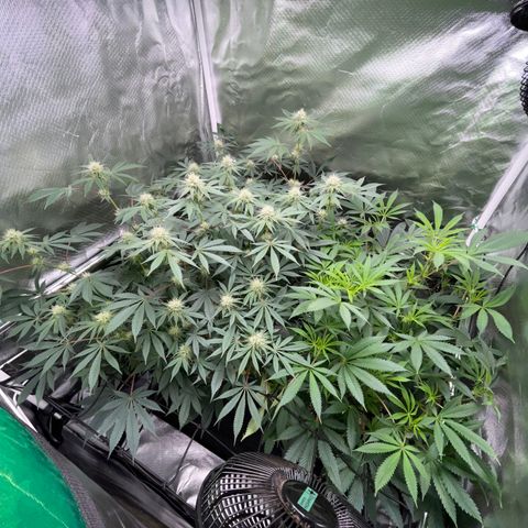 Critical Kush - GwJ Community Award Winning Celebration Grow Part 1 - The Winner - by KilliczGe growlog timeline photo