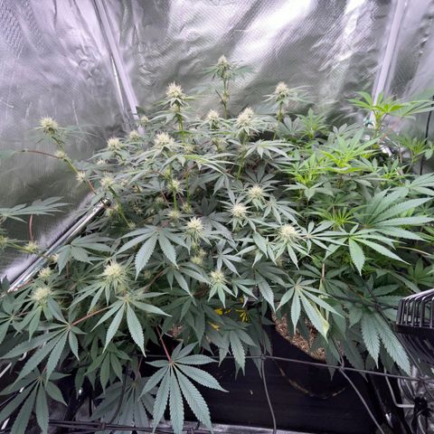 Critical Kush - GwJ Community Award Winning Celebration Grow Part 1 - The Winner - by KilliczGe growlog timeline photo