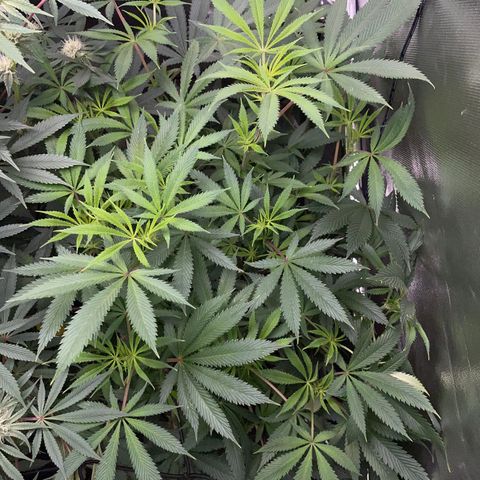 Special Kush 1 - GwJ Community Award Winning Celebration Grow Part 2 -The Price - by KilliczGe growlog timeline photo