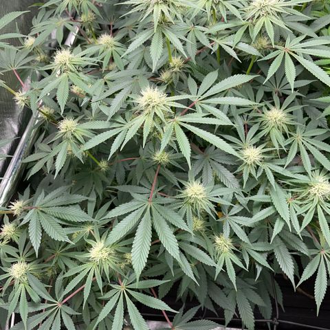 Critical Kush - GwJ Community Award Winning Celebration Grow Part 1 - The Winner - by KilliczGe growlog timeline photo