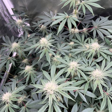 Critical Kush - GwJ Community Award Winning Celebration Grow Part 1 - The Winner - by KilliczGe growlog timeline photo