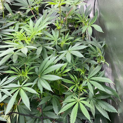 Special Kush 1 - GwJ Community Award Winning Celebration Grow Part 2 -The Price - by KilliczGe growlog timeline photo