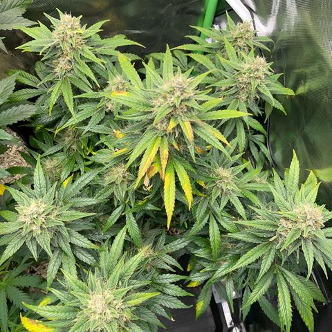 Grape Soda Auto - by KilliczGe growlog timeline photo
