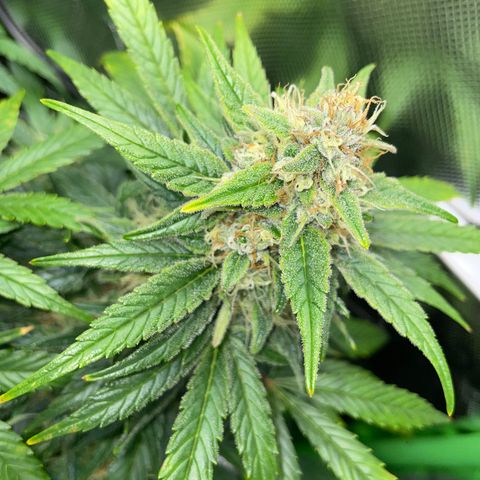 Grape Soda Auto - by KilliczGe growlog timeline photo