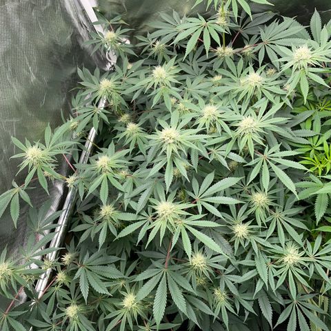 Critical Kush - GwJ Community Award Winning Celebration Grow Part 1 - The Winner - by KilliczGe growlog timeline photo