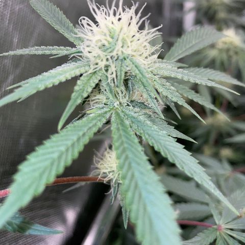Critical Kush - GwJ Community Award Winning Celebration Grow Part 1 - The Winner - by KilliczGe growlog timeline photo