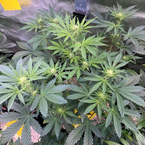 Wedding Cake Auto by KilliczGe growlog timeline photo