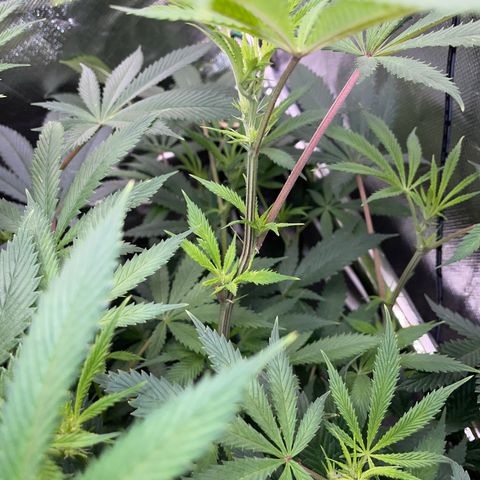 Special Kush 1 - GwJ Community Award Winning Celebration Grow Part 2 -The Price - by KilliczGe growlog timeline photo