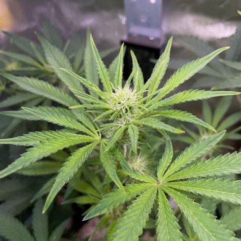 Wedding Cake Auto by KilliczGe growlog timeline photo