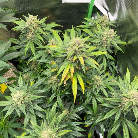 Grape Soda Auto - by KilliczGe growlog timeline photo