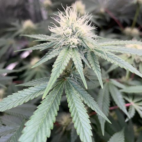 Critical Kush - GwJ Community Award Winning Celebration Grow Part 1 - The Winner - by KilliczGe growlog timeline photo
