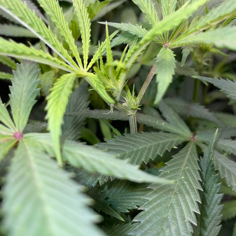 Special Kush 1 - GwJ Community Award Winning Celebration Grow Part 2 -The Price - by KilliczGe growlog timeline photo