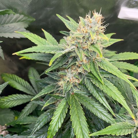 Grape Soda Auto - by KilliczGe growlog timeline photo