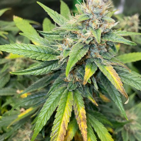 Grape Soda Auto - by KilliczGe growlog timeline photo