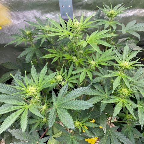Wedding Cake Auto by KilliczGe growlog timeline photo