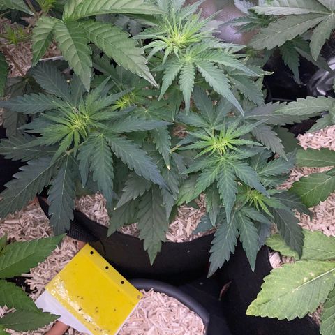 Sherbet Queen Auto by KilliczGe  growlog timeline photo