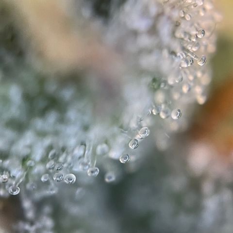 Grape Soda Auto - by KilliczGe growlog timeline photo