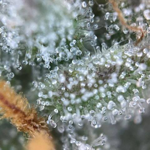 Grape Soda Auto - by KilliczGe growlog timeline photo