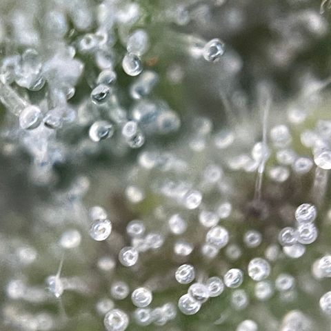 Grape Soda Auto - by KilliczGe growlog timeline photo