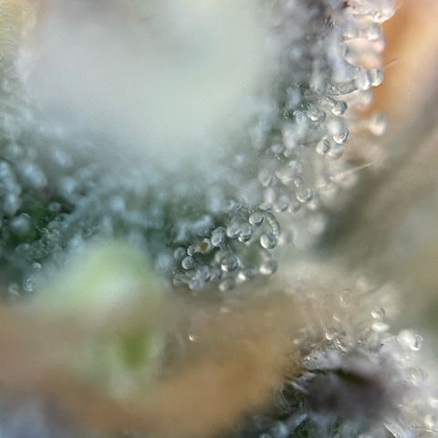 Grape Soda Auto - by KilliczGe growlog timeline photo