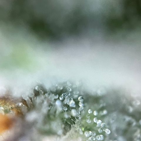 Grape Soda Auto - by KilliczGe growlog timeline photo