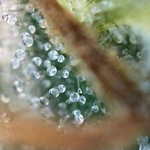 Grape Soda Auto - by KilliczGe growlog timeline photo