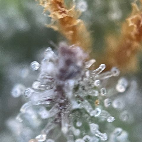 Grape Soda Auto - by KilliczGe growlog timeline photo