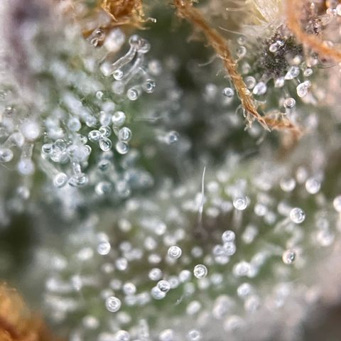 Grape Soda Auto - by KilliczGe growlog timeline photo