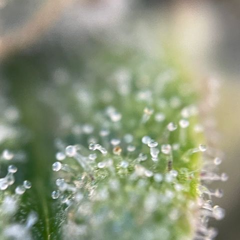 Grape Soda Auto - by KilliczGe growlog timeline photo