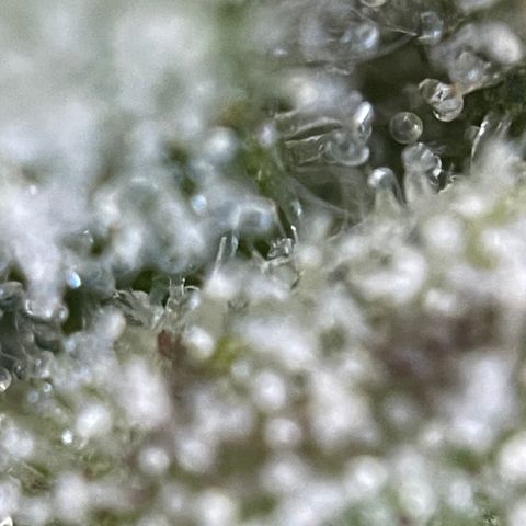 Grape Soda Auto - by KilliczGe growlog timeline photo
