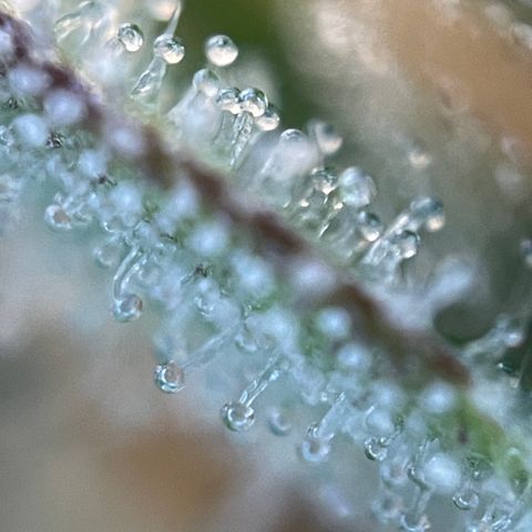 Grape Soda Auto - by KilliczGe growlog timeline photo