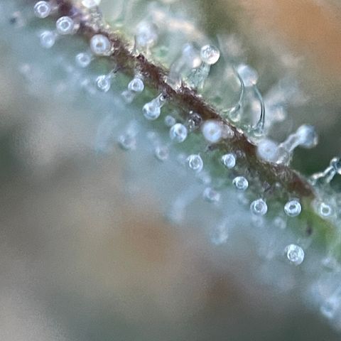 Grape Soda Auto - by KilliczGe growlog timeline photo