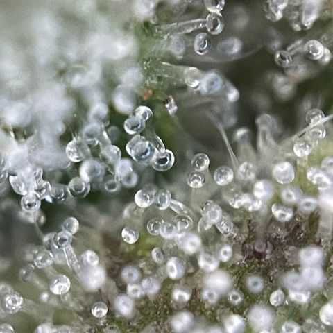 Grape Soda Auto - by KilliczGe growlog timeline photo