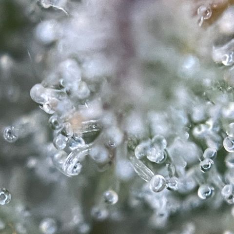 Grape Soda Auto - by KilliczGe growlog timeline photo