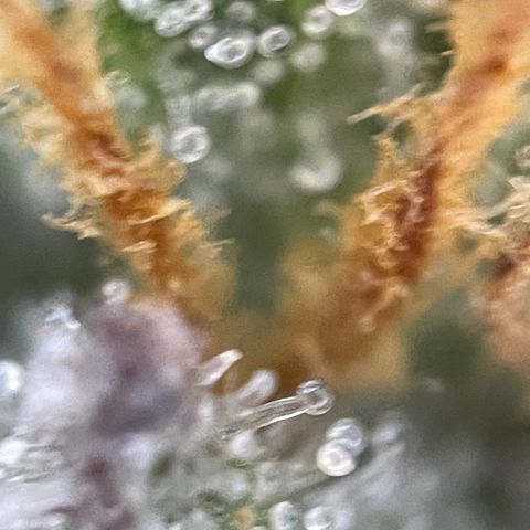 Grape Soda Auto - by KilliczGe growlog timeline photo
