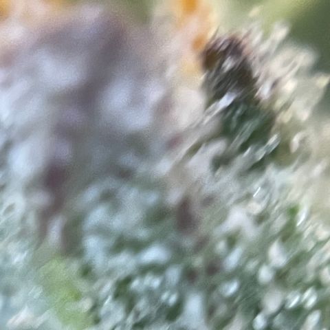 Grape Soda Auto - by KilliczGe growlog timeline photo