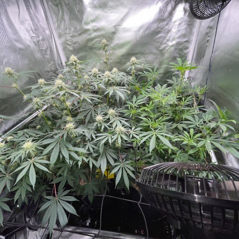 Critical Kush - GwJ Community Award Winning Celebration Grow Part 1 - The Winner - by KilliczGe growlog timeline photo