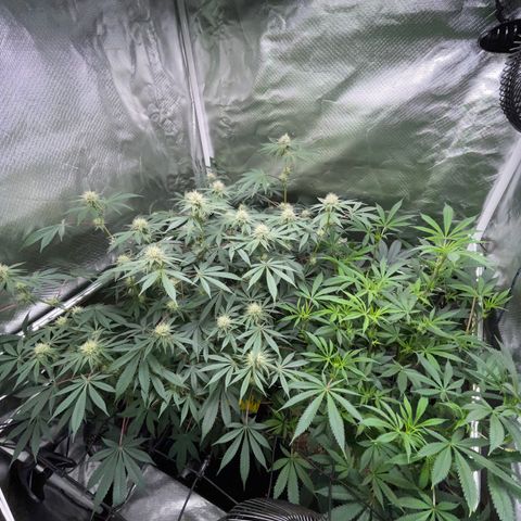 Critical Kush - GwJ Community Award Winning Celebration Grow Part 1 - The Winner - by KilliczGe growlog timeline photo