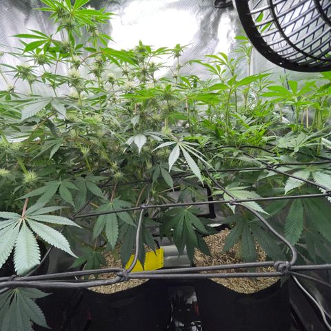 Critical Kush - GwJ Community Award Winning Celebration Grow Part 1 - The Winner - by KilliczGe growlog timeline photo