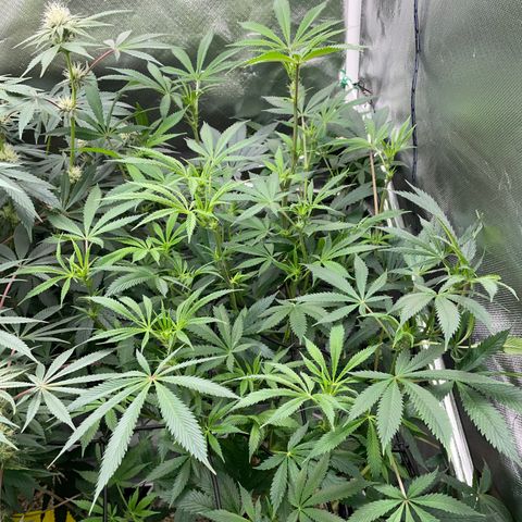 Special Kush 1 - GwJ Community Award Winning Celebration Grow Part 2 -The Price - by KilliczGe growlog timeline photo