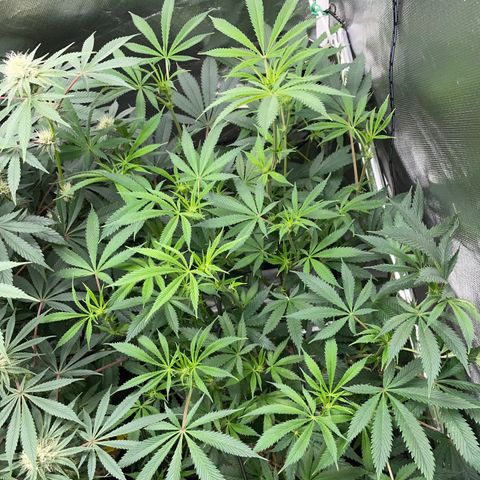 Special Kush 1 - GwJ Community Award Winning Celebration Grow Part 2 -The Price - by KilliczGe growlog timeline photo