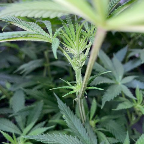 Special Kush 1 - GwJ Community Award Winning Celebration Grow Part 2 -The Price - by KilliczGe growlog timeline photo