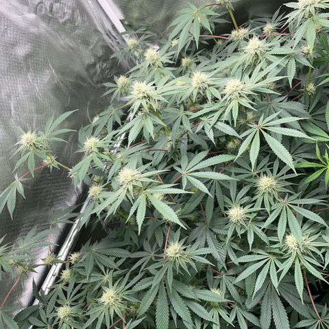Critical Kush - GwJ Community Award Winning Celebration Grow Part 1 - The Winner - by KilliczGe growlog timeline photo
