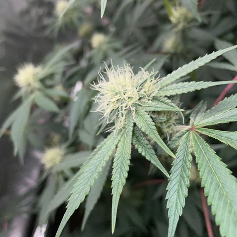 Critical Kush - GwJ Community Award Winning Celebration Grow Part 1 - The Winner - by KilliczGe growlog timeline photo